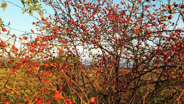 сезонна премяна