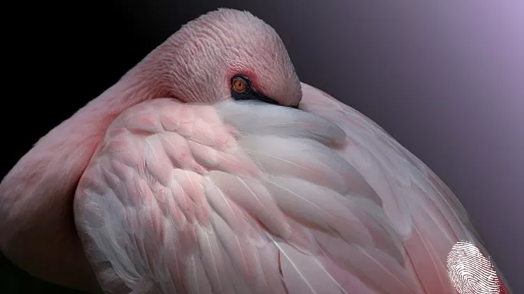 Задължително забравете думата „задължително”