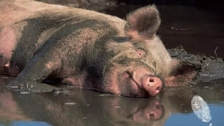 Свиня открадна 18 кенчета бира, напи се и се сби с крава.