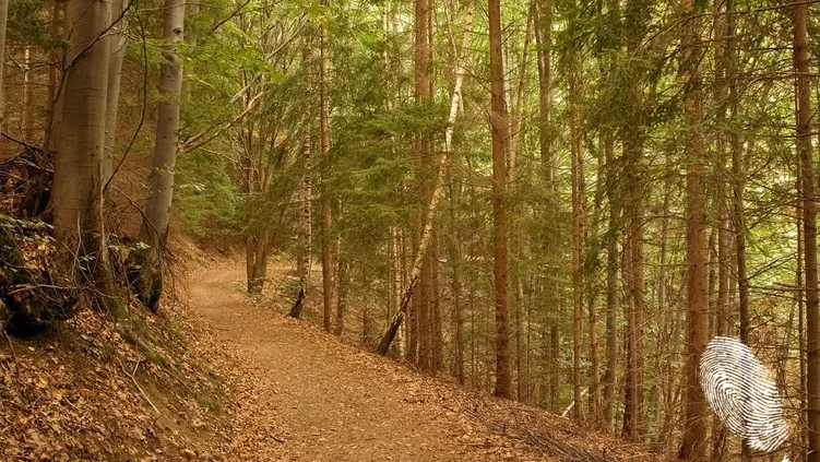 Маршрути във Витоша, по които да се разходиш