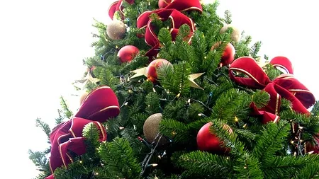 Около елхата