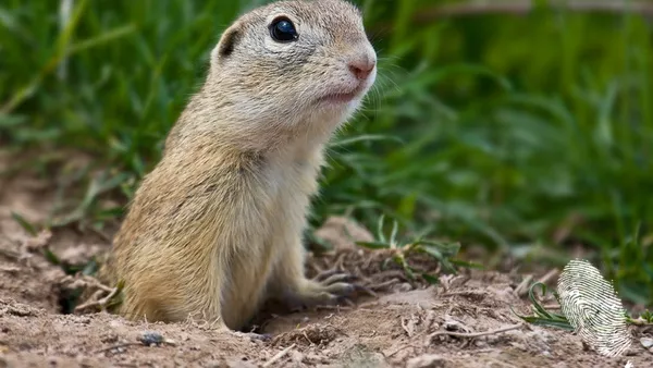 Бърз или мъртъв