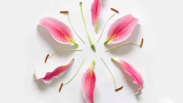 Ще ти откъсна главата