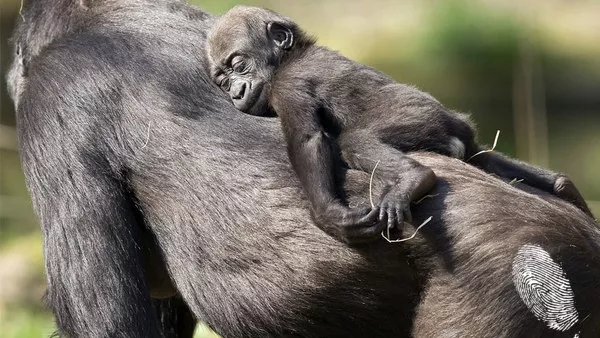 Родителска среща