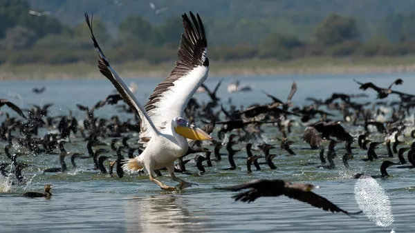 Уморени крила