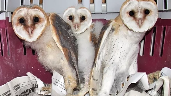 Приемно семейство