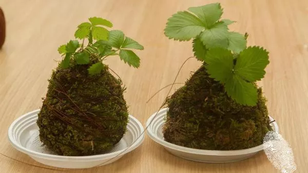 Малки гении