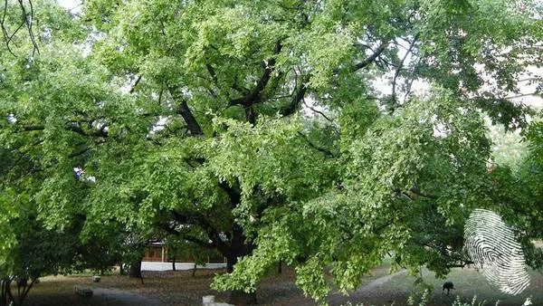 Стари градски