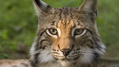 Рис печели, рис губи