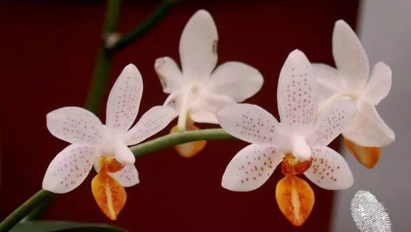 Флорални мотиви