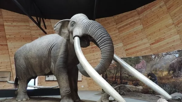 Мамут в естествени размери