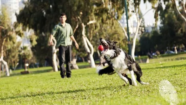 Живей активно