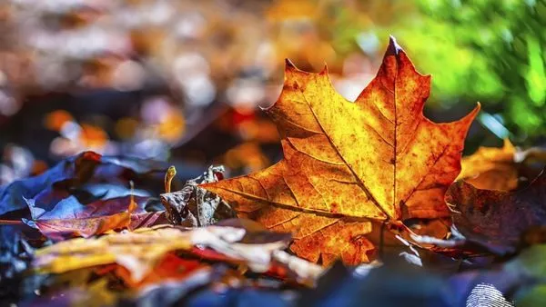 Честита есен!