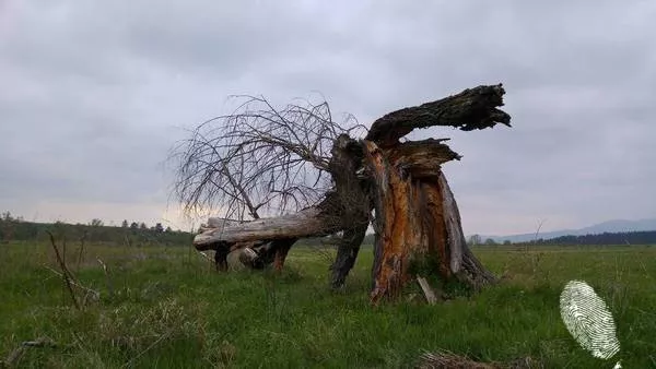 Уики обича Земята - България 2016