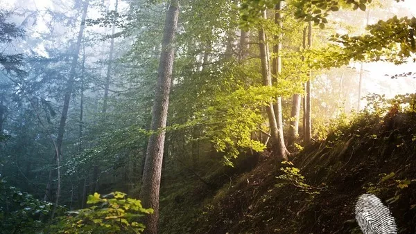 Гората е живот