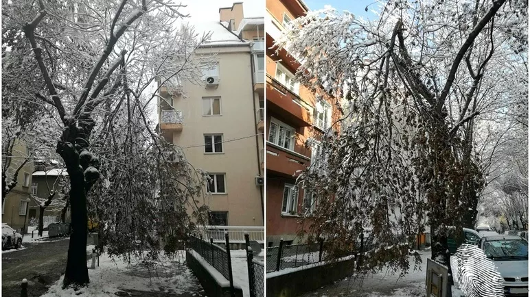 Паднал от едно дърво