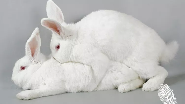 Секс, лъжи, козунаци