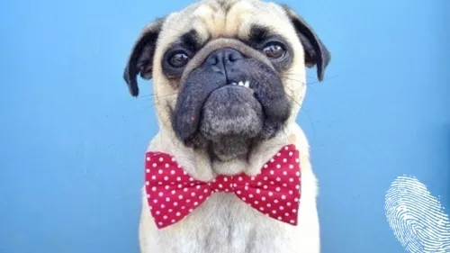 Сайт за запознанства за животни