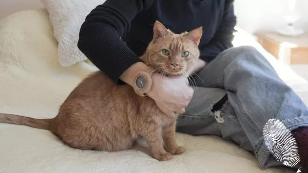 Котка на каишка