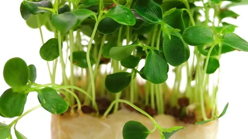 С лют характер