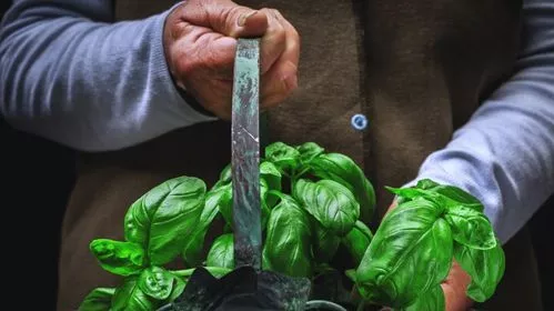 По живо, по здраво