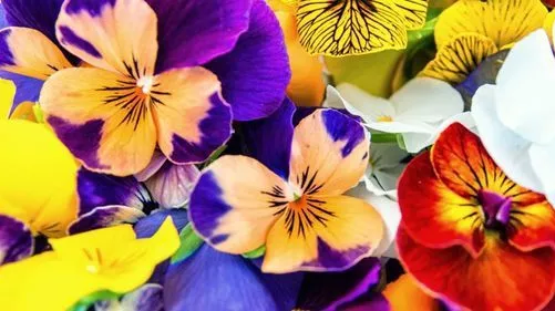 Цвят в чиния