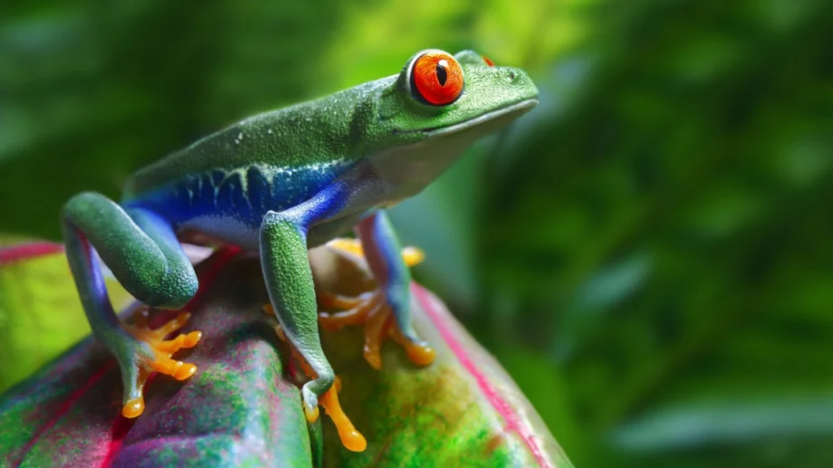 Виц на деня: Жабата щяла да остане стара мома