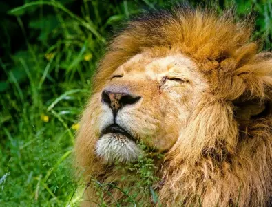 Лъв стана жертва на коронавируса в индийски зоопарк