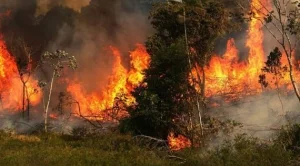 Всички трябва да говорят за горящата Амазония!