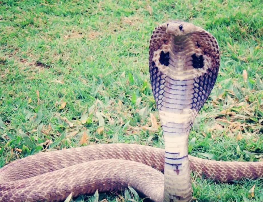 Спасяват кобра, заклещила главата си в кен от бира (ВИДЕО)
