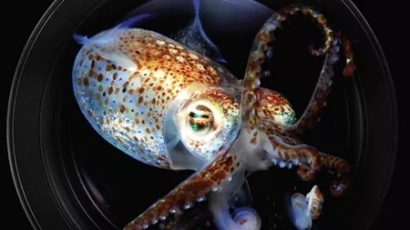 Програма ІІІ