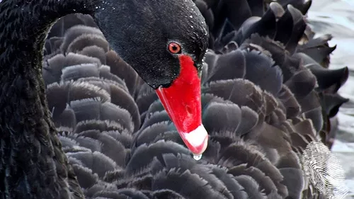 Черните лебеди