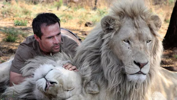 Бялото лъвче