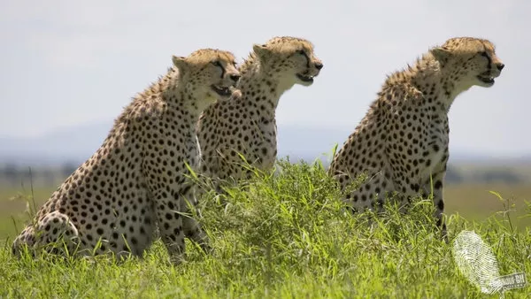 Африкански котки