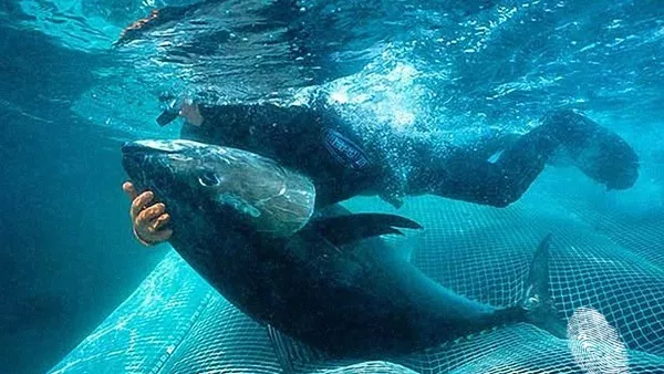 Фестивал Подводни Филми II, Програма II