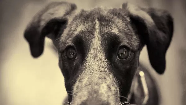 Кучешко сърце