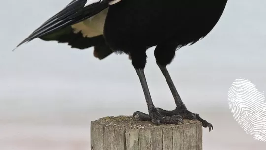 Морската сврака