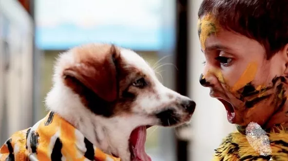 Тигрите: всички те са мъртви