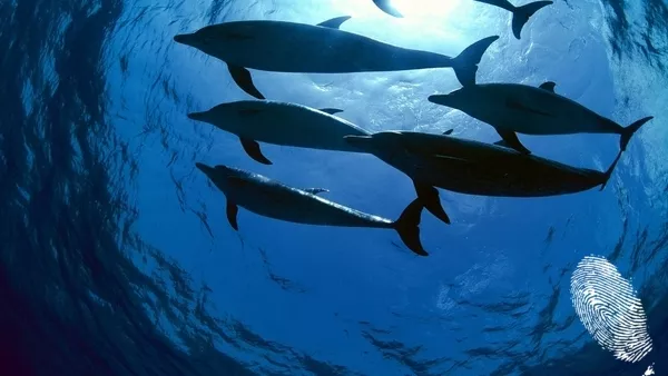 Международен фестивал за подводни филми 2013 (ден I)