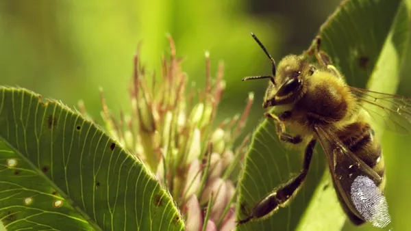 Повече от мед