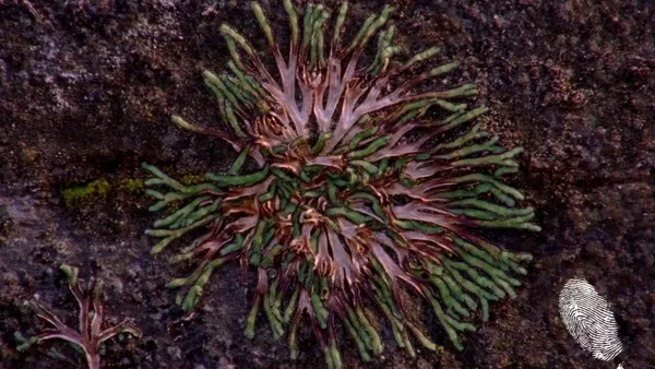 Оберхаузен на турне 2013