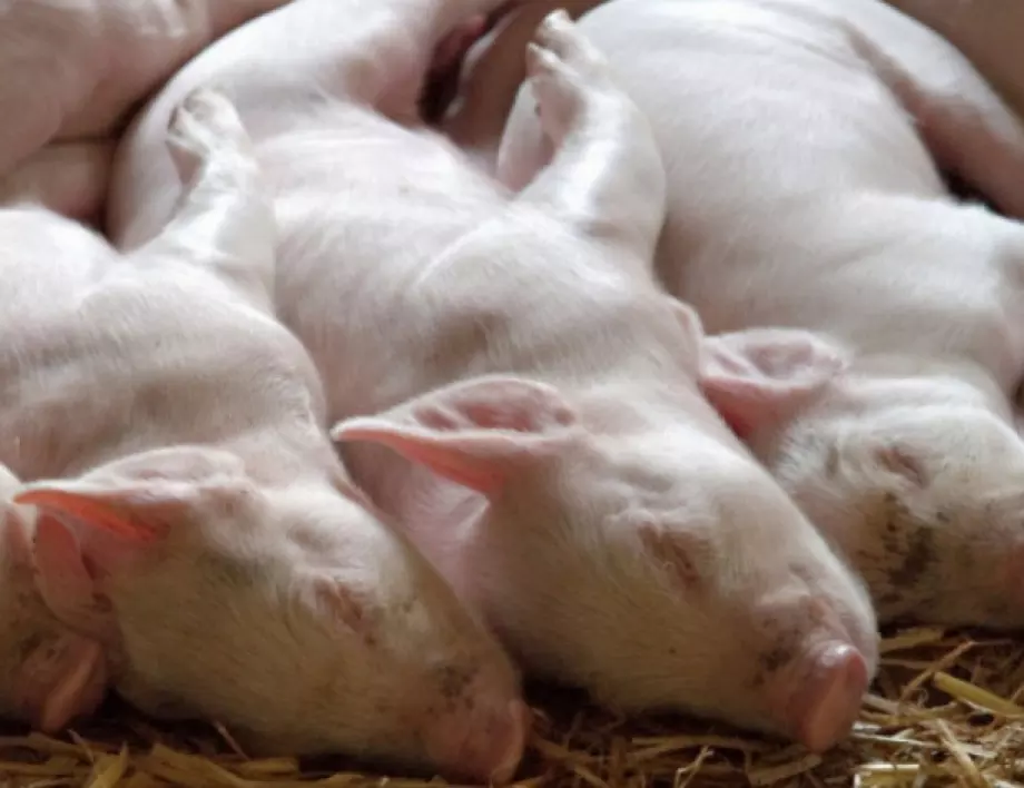 ЕК възстановява над 15 млн. лв. за борба с африканската чума на България