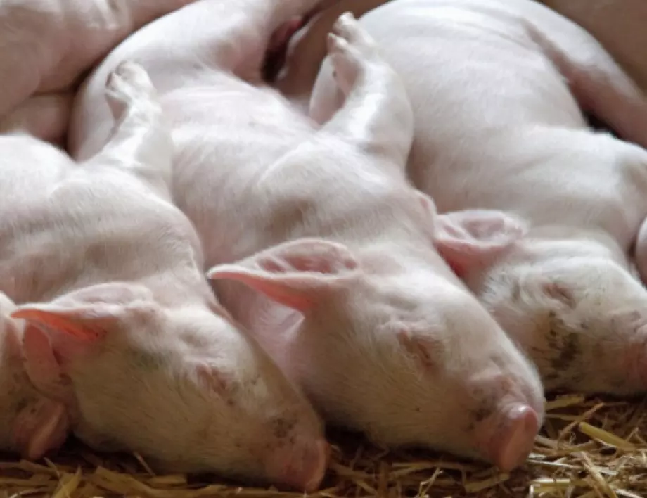 Започва избиването на заразените с африканска чума прасета в с.Красново 