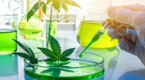 Аржентина създава индустрия за производство и износ на канабис