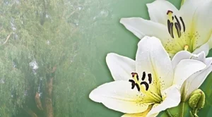 Поговорка за всяка от 12-те ЗОДИИ 