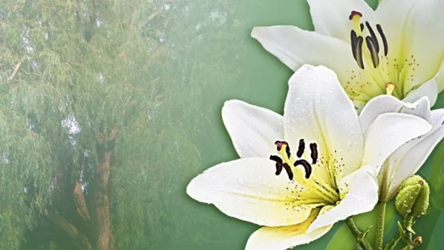 Поговорка за всяка от 12-те ЗОДИИ 