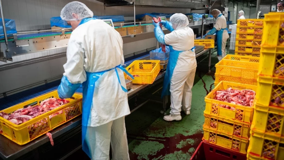 Българи и румънци работят по над 16 часа в германски кланици