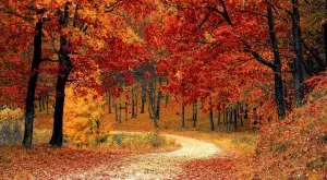 Стихотворение за 1 октомври 2023