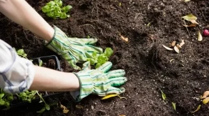 Как да подготвим почвата за зимата?