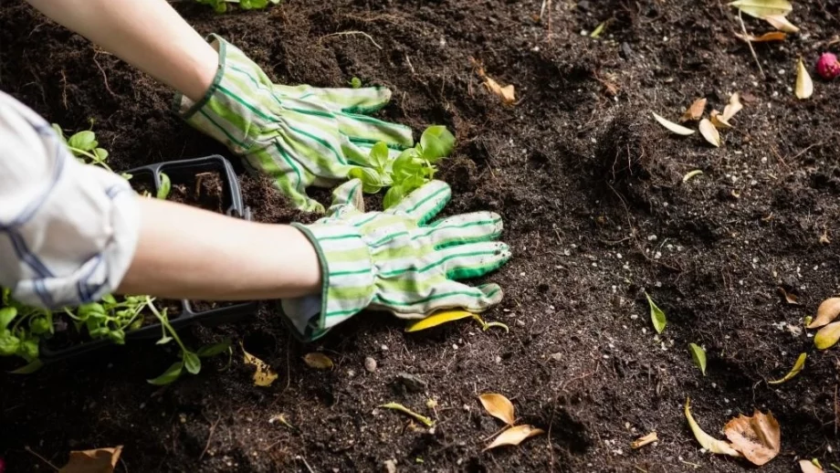 Как да подготвим почвата за зимата?